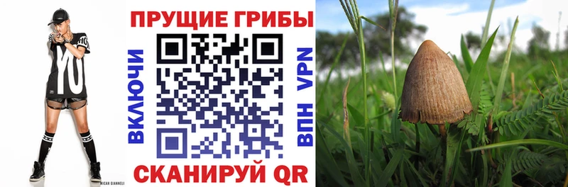 Купить где  Сальск  Галлюциногенные грибы Cubensis 